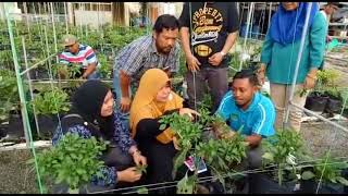GMP Fertigasi cili & rock melon