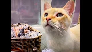 An Amazing Kitten & Cat Rescue, AnimalZone - Season 1, Episode 3