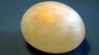 Bouncy Rubber Egg Diy - Cool Science Experiment