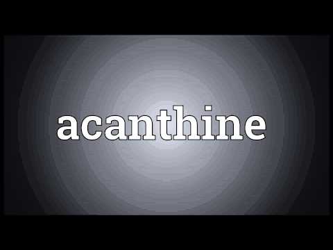 Header of acanthine