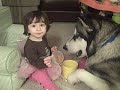 baby and giant alaskan malamute dog