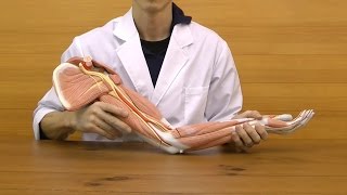 上肢の筋肉，実物大・6分解モデル：動画