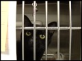Maple Grove PUPS No Kill Animal Shelter