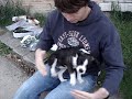 Why puppies are adorable?