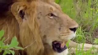 Животные мира Прайд львов Дикие собаки Новый гарем Гиппопотам Слоны Леопард Природа Южной Африки