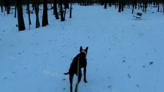 Winston 12-29-08 Skijoring 001