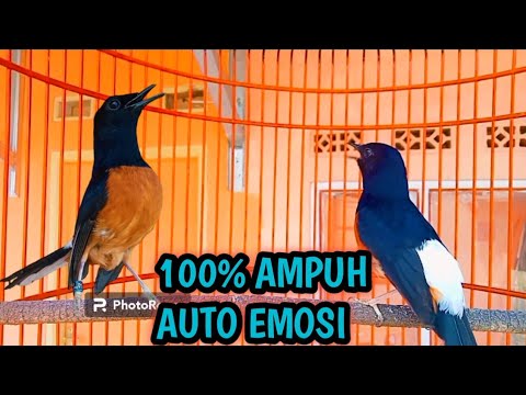 SIAP-SIAP MURAIMU BAKALAN GACOR SETELAH PUTAR PANCINGAN MURAI BATU PASTOL/TROTOL INI DI JAMIN NYAUT