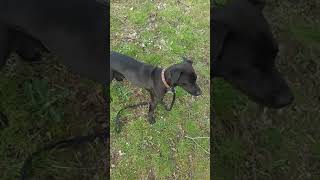 Patterdale Terrier Cross Jipp Having A Mad 5 Minutes