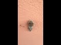 UN GUSANO CON CABEZA DE VIBORA JAJA