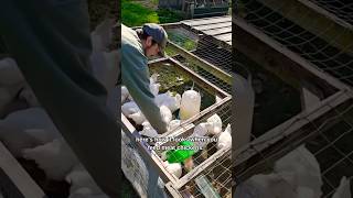 Cách Nuôi Gà Thả Vườn Thông Minh Ở Tây