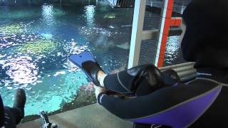 Underwater Adventures At Mall Of America