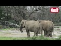 Baby et Nepal, les éléphants menacés d'euthanasie. 11 janvier 2013