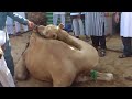 Eid Ul Adha Camel S Qurbani images Eid Ul Adha Camel S Qurbani