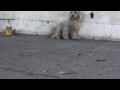 Saving Layla - A Homeless Poodle That Brought This Rescuer To Tears! Please Share!