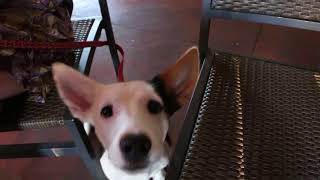 Foster a Dallas dog!