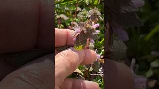 Dead Nettle