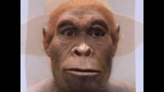 Homo Habilis - The Origin Of The Species