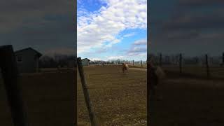 Pony Jumps And Farts