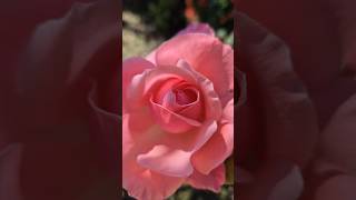 Beautiful Rose