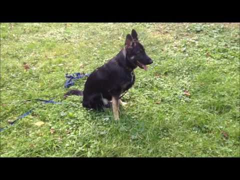 pano in dogs panosteitis in the german shepherd panosteitis pano pano in dogs panosteitis in the german shepherd panosteitis pano