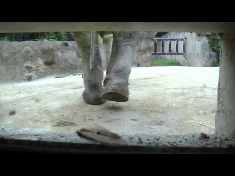 ■天王寺動物園へおでかけ②～ぞうさん～