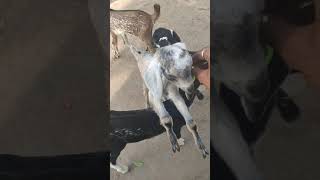 Kutty Goat