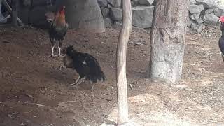 Hen Fight
