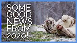Looking for Some Good News?