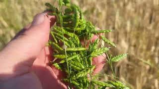 Rye Brome Bromus Secalinus A Forgotten Wild Cereal Of Europe. Its Grains Eaten Till Early 20 Th C.