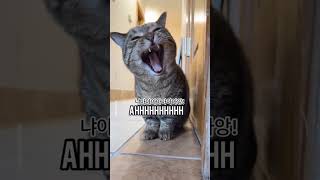 The Scream Of The Cutest Cat In The World