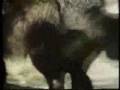 Their mating Fox Their mating Fox
