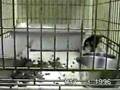 Animal Testing University Of Cambridge | RM. Animal Testing University Of Cambridge | RM.