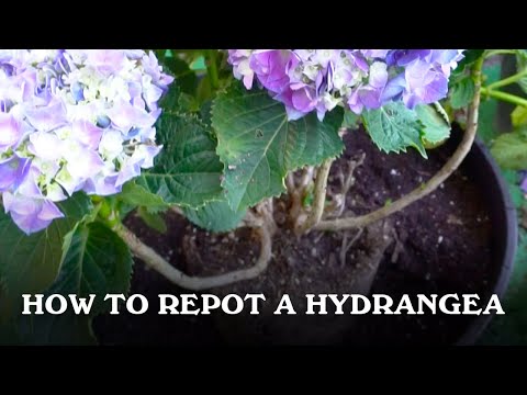 How to repot a Hydrangea.