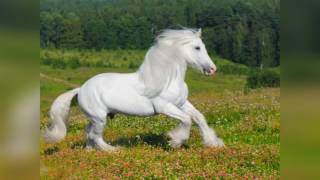A Beautiful Horse Enigma..kyrie Antaeus..arabic Music..