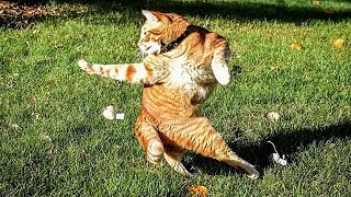 Cats Are so Funny You Will Die Laughing ❤ Funny Animals TV ❤ Funny Cat Vines compilation 2019