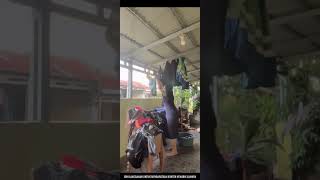 Nemenin Tante Jemur Pakaian Sampe Nyelip Saking Semk Nya
