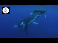 Whale Sounds Underwater Nature Video | 4K - 10 Hours for Sleep, Insomnia, Stress Relief & Relaxation