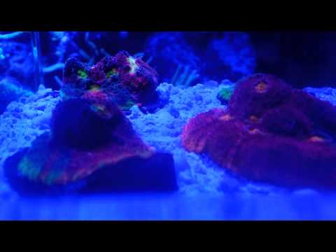 Cornbread Chalice corals