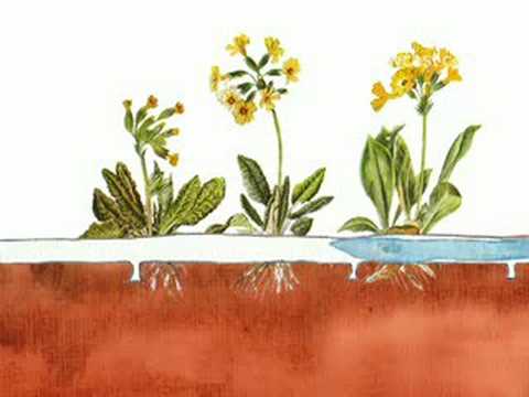 How To Use Less Water on Your Yard
