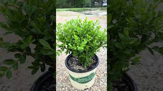 Introducing The 3-Gallon Buxus Heritage Better Boxwooda Compact, Blight-Resistant Shrub