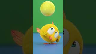 Chicky And His New Friend Chicky Cartoon In English For Kids