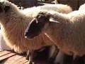 571 Gyimes-Milking sheep and goats. Racka juh fejés.