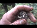 truffles