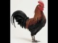 ya 7asra