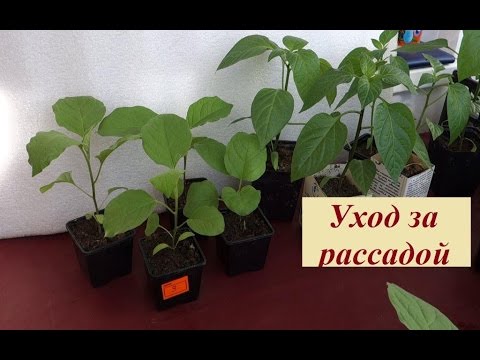 Перец баклажаны уход за рассадой Перец баклажаны уход за рассадой