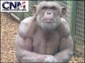 Study: Great Apes Sometimes Experience A Mid-Life Crisis, Just As Humans Sometimes Do -- Report