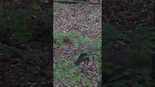 Volume Up Mature Doe Bleats & Grunts Audio