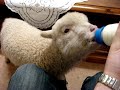 Mini The Lamb Drinking Milk