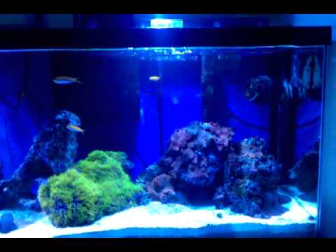 55 gal saltwater aquarium (private residence)