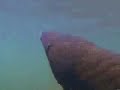 David Attenborough on Queensland Lungfish